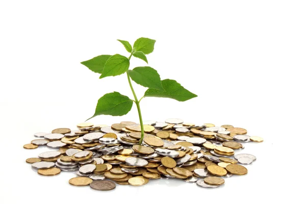 Moneta pieniądze z zielonych liści rosnących — Zdjęcie stockowe