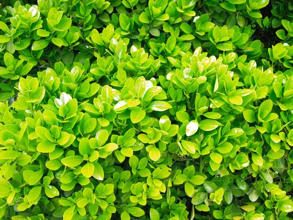 Hermosas plantas verdes en el gargen de verano —  Fotos de Stock