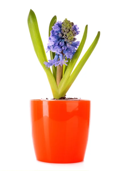 Blauwe hyacint geïsoleerd op witte achtergrond — Stockfoto
