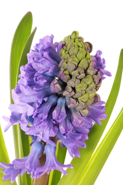 Blue hyacinth isolated on white background — Stock Photo, Image