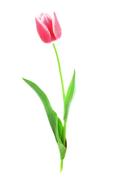 Różowy tulipan izolowany na białym tle — Zdjęcie stockowe