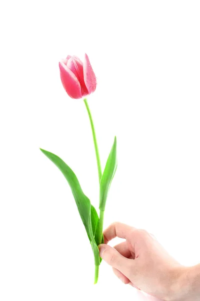 Tulipa rosa isolado no fundo branco — Fotografia de Stock
