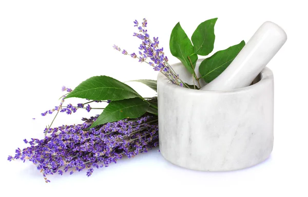 Beautiful lavender in a mortar isolated on white — Stock Photo, Image
