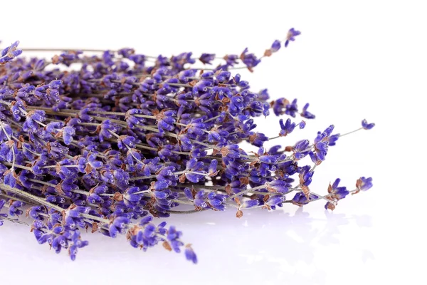 Schöner Lavendel isoliert auf Weiß — Stockfoto