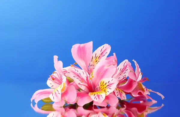 Lily flowers on blue background — Stock Photo, Image