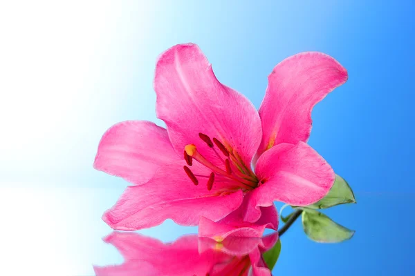 Różowa lilia kwiat na niebieskim tle z odbiciem — Zdjęcie stockowe