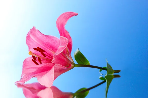 Pink lily flower on blue background with reflection — Stock Photo, Image