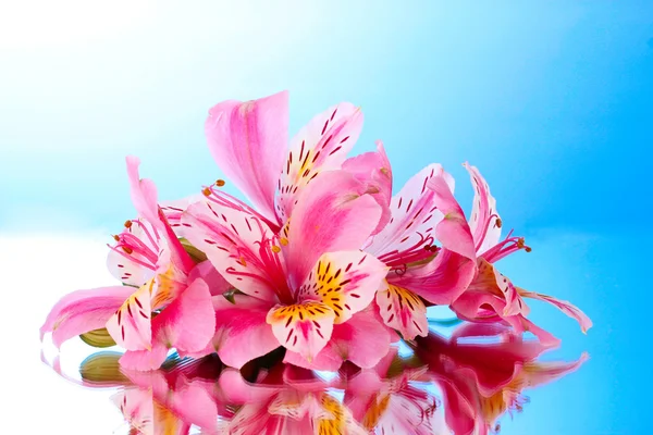 Yansıması ile mavi arka plan üzerinde pembe lily çiçek — Stok fotoğraf