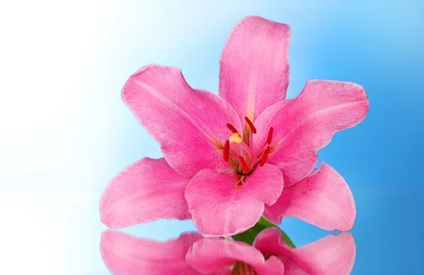 Roze lily bloem op blauwe achtergrond met reflectie — Stockfoto