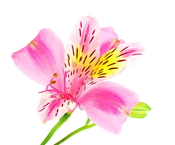 Linda flor de lírio isolado em branco — Fotografia de Stock