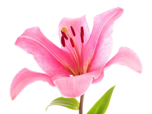 Lily flor no fundo branco — Fotografia de Stock