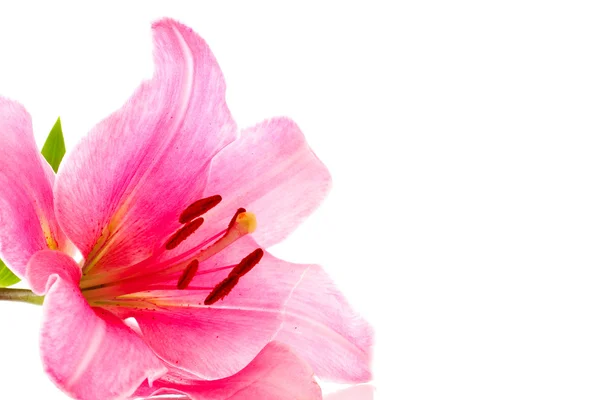 Lily květina na bílém pozadí — Stock fotografie