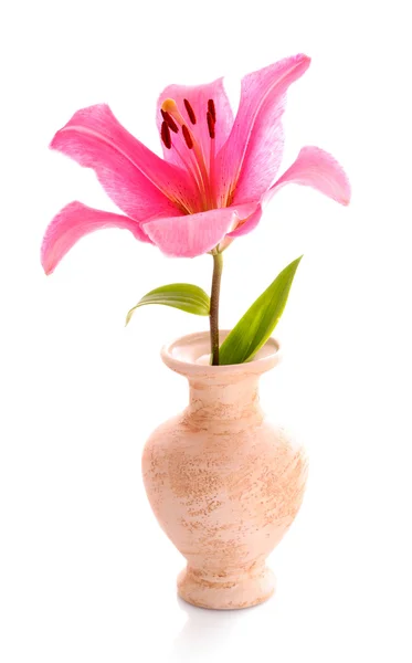 Lilie Blume auf weißem Hintergrund — Stockfoto
