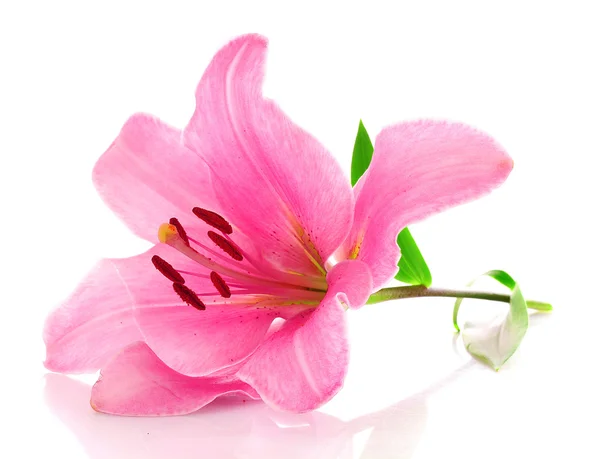 Lily blomma på vit bakgrund — Stockfoto