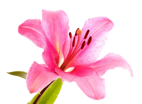 Lily flor no fundo branco — Fotografia de Stock