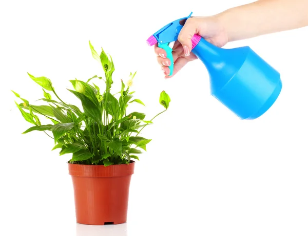 Someone watering flower with spray isolated on white — Stock Photo, Image