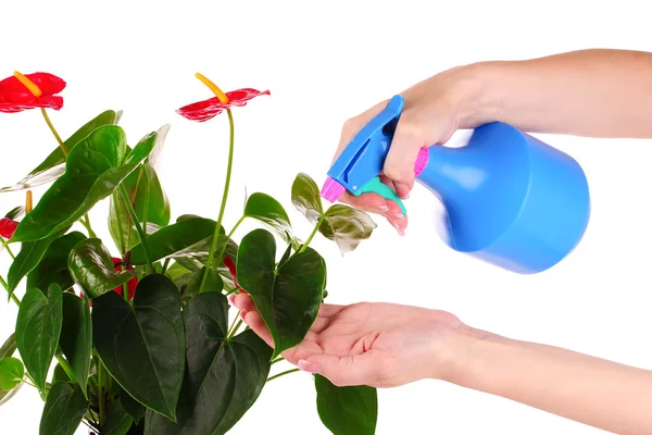Jemand wässert Blume mit Spray isoliert auf weiß — Stockfoto