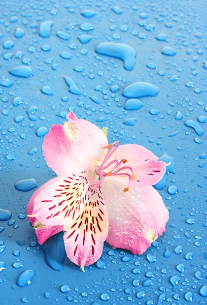 Różowy kwiat na niebieskim tle — Zdjęcie stockowe