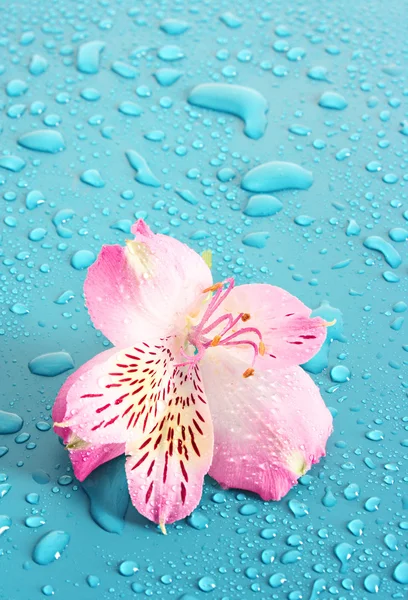 Roze bloem op blauwe achtergrond — Stockfoto