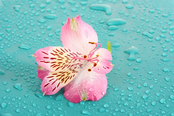 Ροζ λουλούδι σε μπλε φόντο — Φωτογραφία Αρχείου