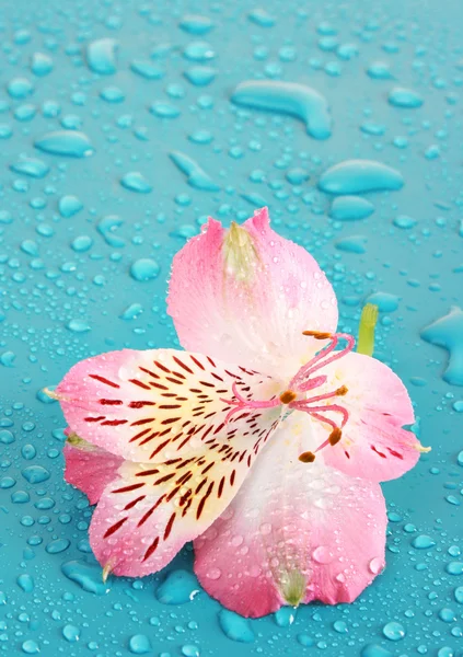 Pink flower on blue background — Stock Photo, Image