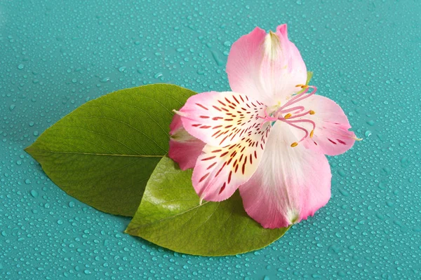 Pink flower on blue background — Stock Photo, Image