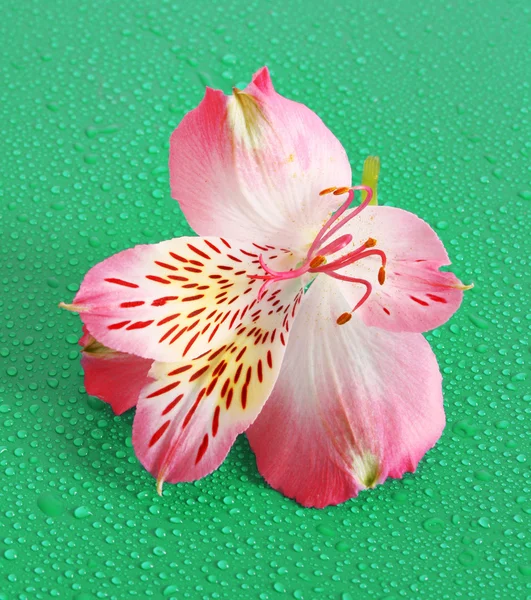 Flor rosa sobre fondo verde — Foto de Stock