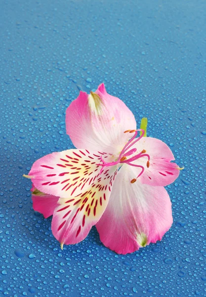 Розовый цветок на голубом фоне — стоковое фото