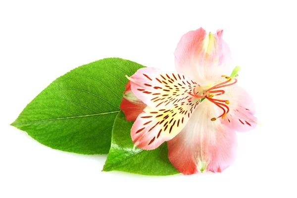 Bunga bakung merah muda pada latar belakang putih — Stok Foto
