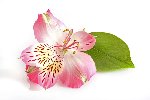 Růžová lilie na bílém pozadí — Stock fotografie