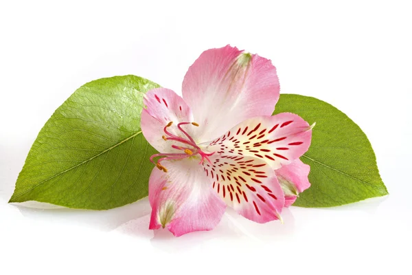 Bunga bakung merah muda pada latar belakang putih — Stok Foto