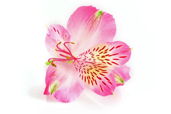 Pink lily on white background — Stock Photo, Image