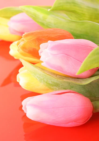 Many colorful tulips on the color background — Stock Photo, Image