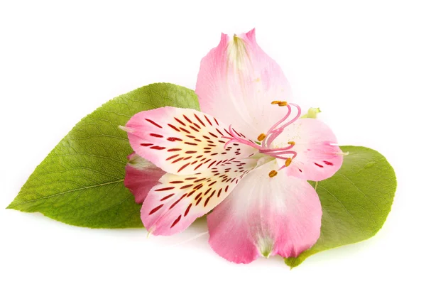粉红百合花，白色背景 — 图库照片