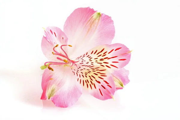 Lírio rosa no fundo branco — Fotografia de Stock