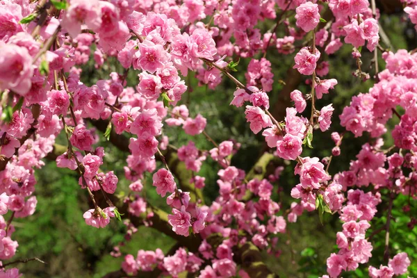 ดอกไม้ที่สวยงามในฤดูร้อน — ภาพถ่ายสต็อก