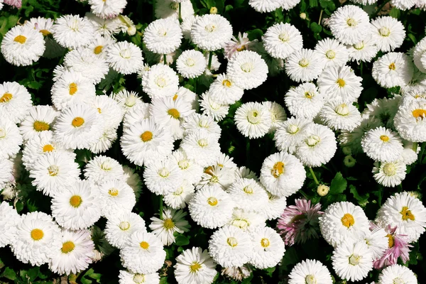 Piękne kwiaty w lecie — Zdjęcie stockowe