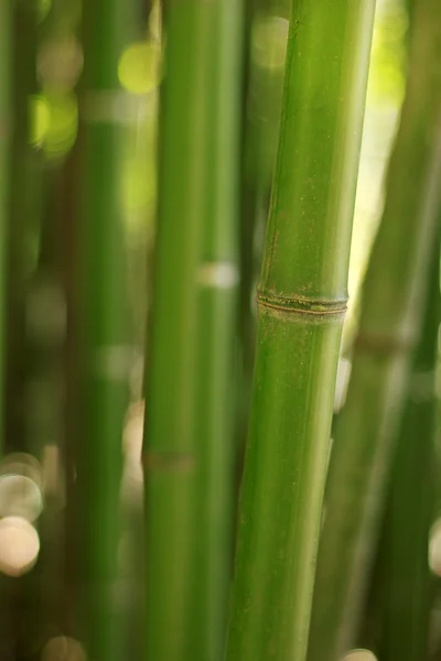 Красивый бамбук в дикой природе — стоковое фото