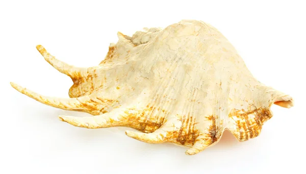 白で隔離される大規模な貝殻 — ストック写真