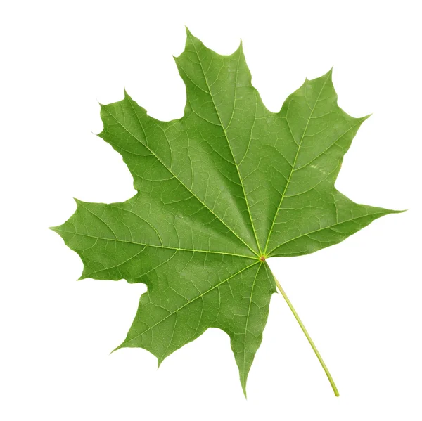 stock image Green maple leaf