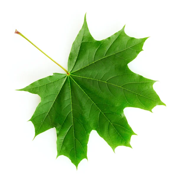50,700+ Green Maple Leaf Stock Photos, Pictures & Royalty-Free