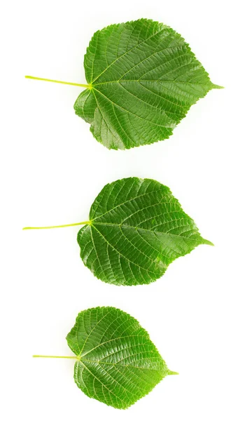 Липа зелене листя ізольоване на білому — стокове фото
