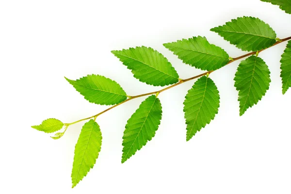 Zielona gałązka z liści — Zdjęcie stockowe