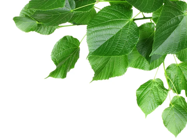Linden leaves — Stock Photo, Image
