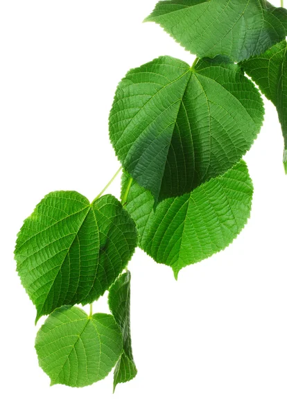 Linden groene bladeren — Stockfoto