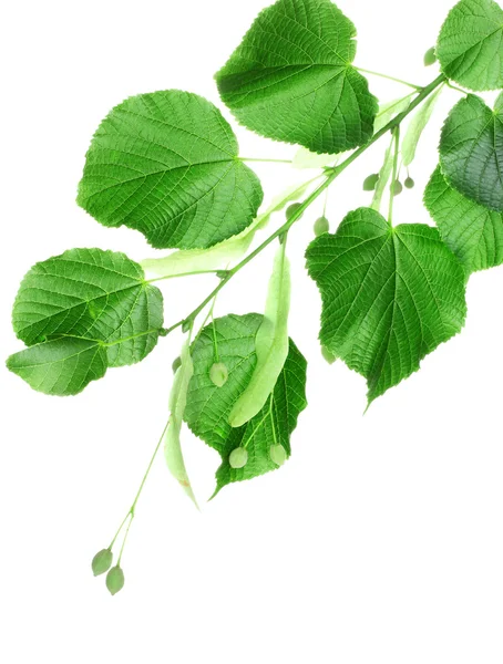 Linden groene bladeren — Stockfoto