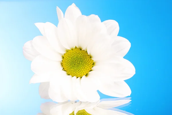 Flor de margarita blanca sobre azul — Foto de Stock