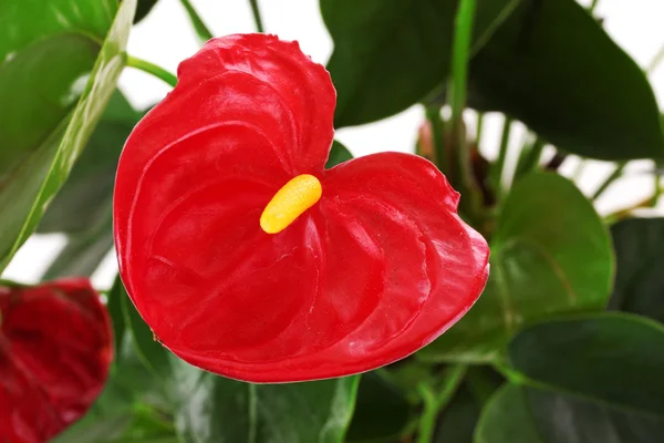 stock image Anthurium