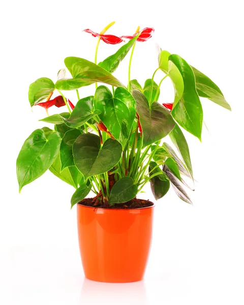 分離された茶色の植木鉢の赤い花アンスリウム — ストック写真