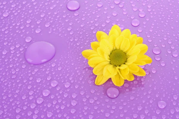 A lila háttér sárga Kamilla — Stock Fotó
